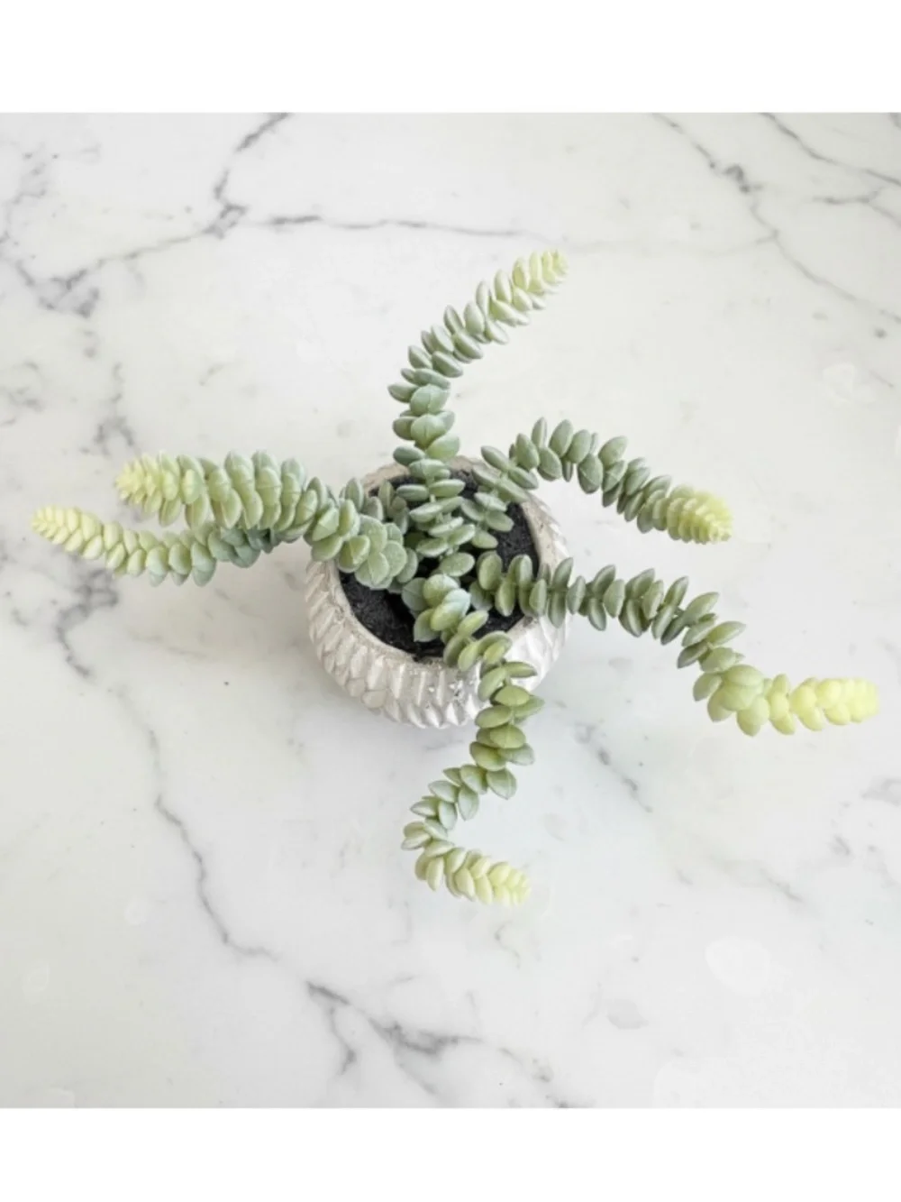 Potted Faux Burro's Tail Succulent